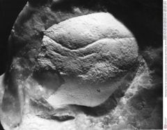 Historisches Foto von Cycloprosopon octonarium (Schweitzer and Feldmann, 2010) (NHMW-AFW-GEO-BACHMAYER-FOTO-1990-0041-0077)